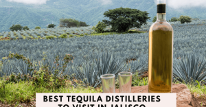 Best Tequila Distilleries to Visit in Jalisco