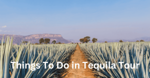 Things To Do in Tequila Tour